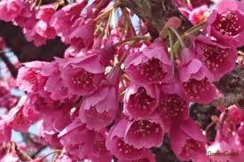 Image result for 緋寒桜