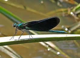 Attēlu rezultāti vaicājumam “Calopteryx virgo male”