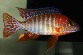 Attēlu rezultāti vaicājumam “Collaria rubens”