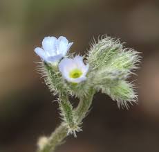 Attēlu rezultāti vaicājumam “Myosotis ramosissima flower”
