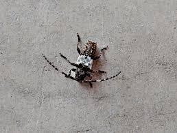 Attēlu rezultāti vaicājumam “Pogonocherus hispidulus”