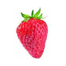 Image result for ごきぶりのピューレ