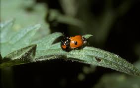 Attēlu rezultāti vaicājumam “Adalia bipunctata”
