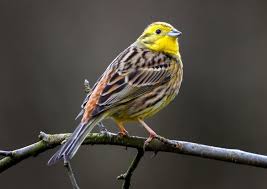 Attēlu rezultāti vaicājumam “Emberiza citrinella”