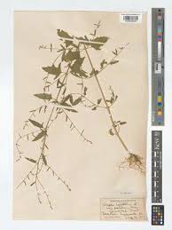 Attēlu rezultāti vaicājumam “Atriplex calotheca”