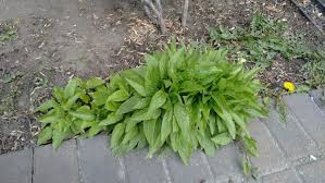 Image result for Campanula rapunculoides