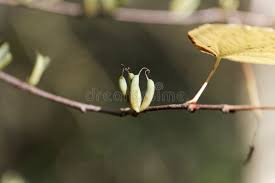 Attēlu rezultāti vaicājumam “Cercidiphyllum japonicum fruit”