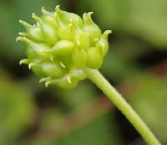 Attēlu rezultāti vaicājumam “Ranunculus auricomus leaf”