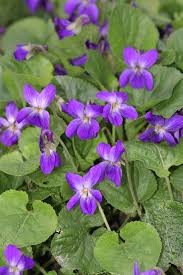 Attēlu rezultāti vaicājumam “Viola riviniana”