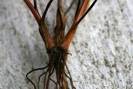 Attēlu rezultāti vaicājumam “Juncus bulbosus”