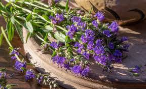 Attēlu rezultāti vaicājumam “Hyssopus officinalis flower”