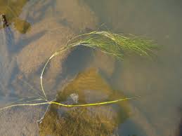 Attēlu rezultāti vaicājumam “Stuckenia filiformis bud”