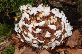 Attēlu rezultāti vaicājumam “Heterobasidion annosum”