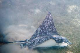 Image result for Aetobatus narinari