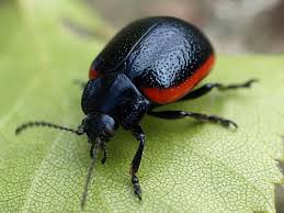 Attēlu rezultāti vaicājumam “Chrysolina sanguinolenta”