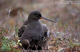 Image result for Tringa erythropus