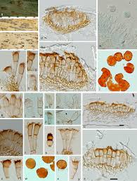 Attēlu rezultāti vaicājumam “Puccinia agrostidis”