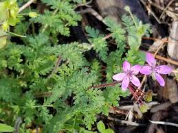 Attēlu rezultāti vaicājumam “Erodium cicutarium”