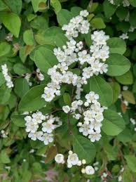 Attēlu rezultāti vaicājumam “Cotoneaster multiflorus fruit”