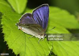 Attēlu rezultāti vaicājumam “Theclinae”