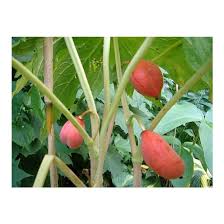 Attēlu rezultāti vaicājumam “Podophyllum hexandrum fruit”