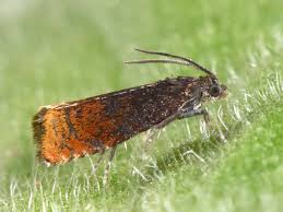 Attēlu rezultāti vaicājumam “Pammene rhediella”