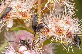 Attēlu rezultāti vaicājumam “Mordella sp.”