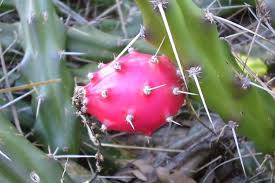 Attēlu rezultāti vaicājumam “Cribraria martinii”