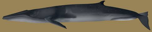Image result for Balaenoptera omurai