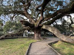 Attēlu rezultāti vaicājumam “Quercus”