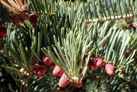 Attēlu rezultāti vaicājumam “Abies concolor”