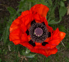 Attēlu rezultāti vaicājumam “Papaver rhoeas”