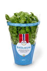 Image result for Basilikum