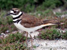 Image result for Charadrius vociferus