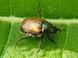 Attēlu rezultāti vaicājumam “Phyllopertha horticola”