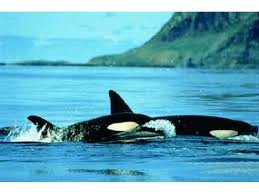 Image result for Orcinus orca