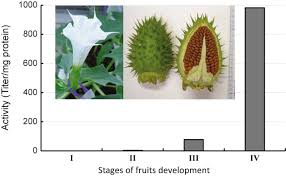 Attēlu rezultāti vaicājumam “Datura stramonium fruit”