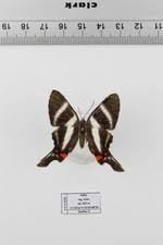 Attēlu rezultāti vaicājumam “Riodinidae”