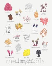 Attēlu rezultāti vaicājumam “Oligonema favogineum plasmodium”