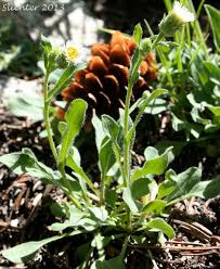 Attēlu rezultāti vaicājumam “Erigeron acris flower”