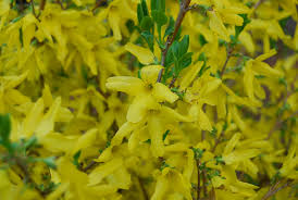 Attēlu rezultāti vaicājumam “Forsythia intermedia”