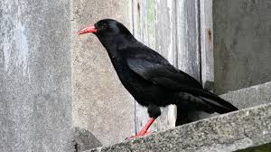 Image result for Pyrrhocorax pyrrhocorax