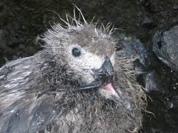 Image result for albatross dead chick