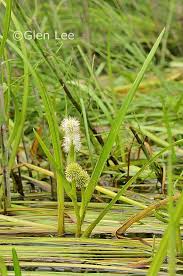 Attēlu rezultāti vaicājumam “Sparganium minimum leaf”