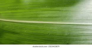 Attēlu rezultāti vaicājumam “Zea mays leaf”