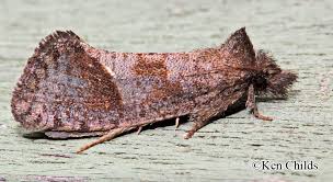 Attēlu rezultāti vaicājumam “Tineidae”