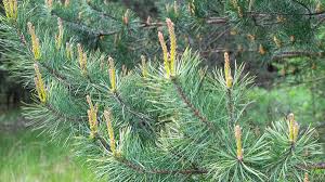 Attēlu rezultāti vaicājumam “Larix decidua var. polonica”