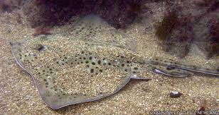 Image result for Raja montagui