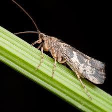 Attēlu rezultāti vaicājumam “Glyphotaelius pellucidus”