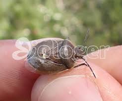 Attēlu rezultāti vaicājumam “Chlorochroa pinicola”